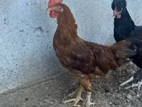 Chickens — foto 3