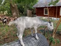 公山羊, Nubian Goat — 照片 8
