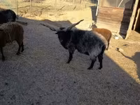 Ovan, Racka sheep — fotografija 3
