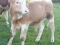 Bovinos (lote, sexo não especificado), Simmental cattle — foto 3