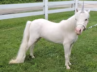 Mare, Miniature horse — photo 2
