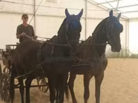 Égua, Hungarian horse breed — foto 1