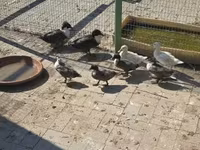 Ducks — fotografija 2