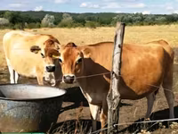 Vache, Race Jersey — photo 4