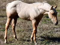 Aygʻir, Quarter Horse — 5-rasm
