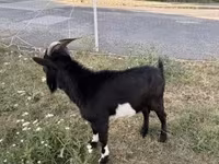 Теке, Nigerian dwarf goats — 2-сурет