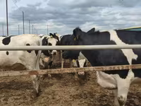 Krava, Russian Black pied cattle — fotografija 2