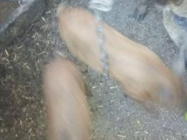 خنزير ذكر, Мангалица