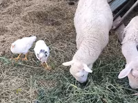 Ovan, Romanov sheep — fotografija 3