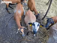 Widder, Cameroon sheep — Foto 2