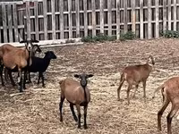 Brebis, Cameroon sheep — photo 3