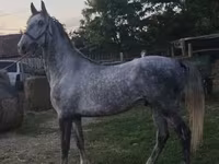 حصان, Lipizzaner — الصورة 5