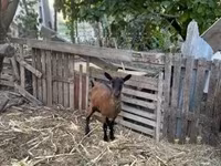 Cabra, Alpine goat — foto 2