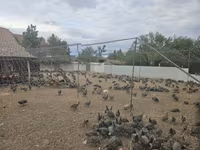 Guinea fowl — Foto 6