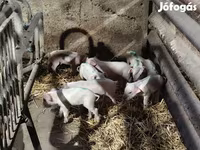 Sow, Pigs — photo 1