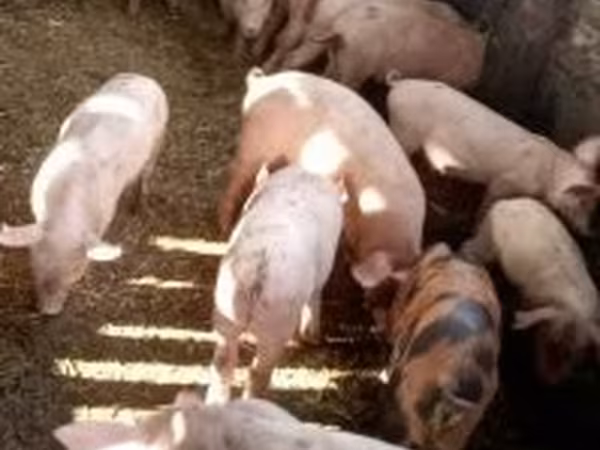 Suínos (lote, sexo não especificado), Porcos — Hungria