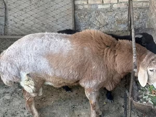 Bélier, Arashan sheep