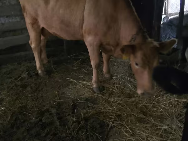بقرة, Simmental cattle