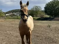 Horse (M), Horses — photo 2