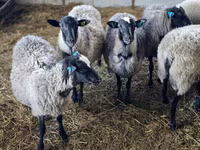 Ovca, Romanov sheep — fotografija 2