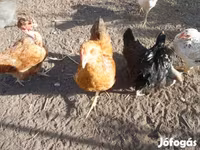 Chickens — Foto 4