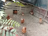Chickens — zdjęcie 2