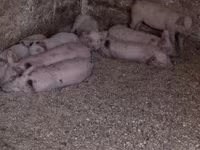 Säue, Schweine — Foto 7