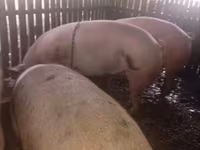 Sow, Pigs — photo 1