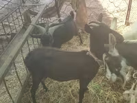 Ziege, Murcia-Granada goats — Foto 3