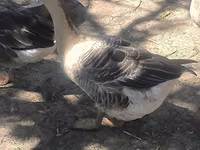 Geese — fotografija 3