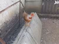 Chickens — fotografija 2