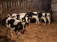 Bik, Russian Black pied cattle — fotografija 3