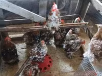 Chickens — फ़ोटो 1