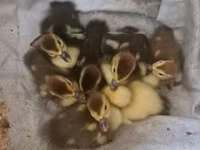 Ducks — الصورة 1