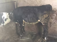 Krava, Swiss cattle — fotografija 1
