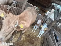 雌牛, Simmental cattle — 写真 2