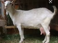 Jarac, Saanen goat — fotografija 3