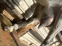 Goat, Alpine goat — photo 4
