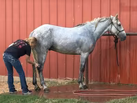Pastuv, Tennessee Walking Horse — fotografija 3