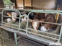 Bulle, Limousin-Kuh — Foto 2