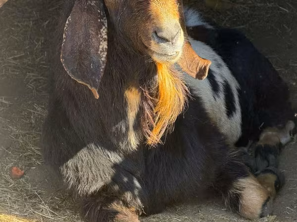 Billy Goat, Nubian Goat