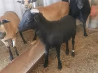 Ziegenbock, Ziegen — Foto 3