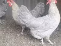 gallina danesa — foto 4