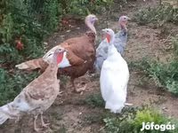 Turkeys — fotografija 2