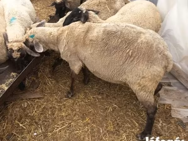 Ovca, Овце