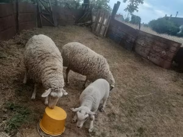 雄羊, Russian meat merino sheep — ハンガリー