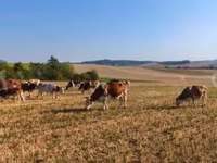 Krowa, Węgierska szara rasa — zdjęcie 3