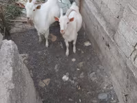 Kozioł, Kozy — zdjęcie 4