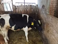 公牛, Holstein breed — 照片 2