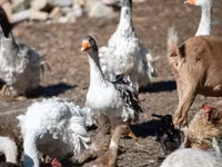 Geese — zdjęcie 5